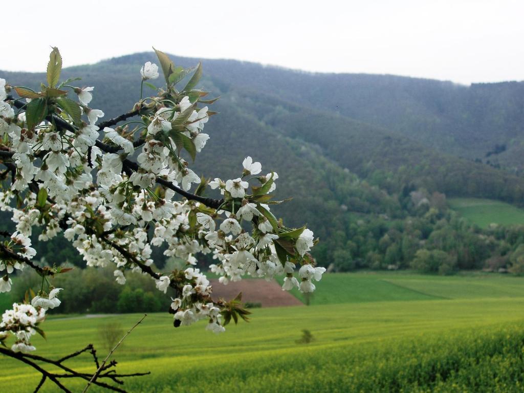 Landhaus Am Westerwald Martinfeld Zewnętrze zdjęcie